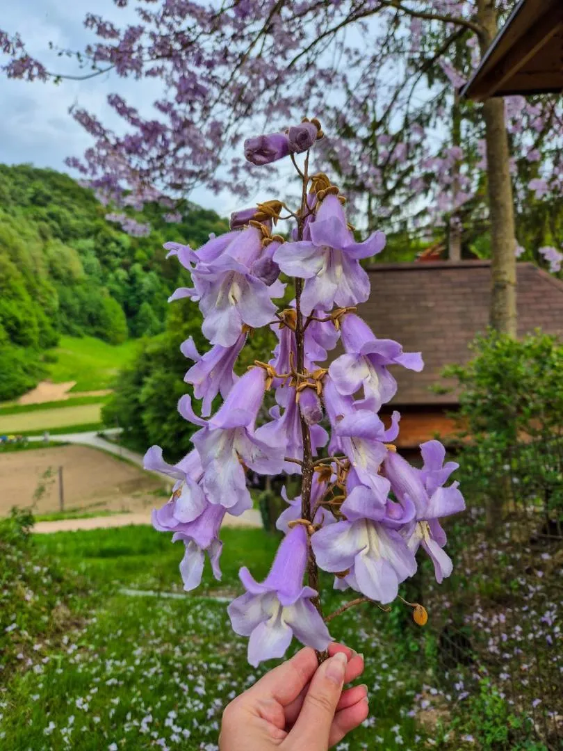 Bližnji posnetek vijoličnega cvetja na pobočju nad hišicami.
